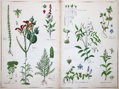 Bild Nr.1: 144-1329 (Schubert,G.H.v.: (Botanik)