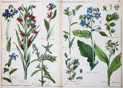 Bild Nr.2: 144-1329 (Schubert,G.H.v.: (Botanik)