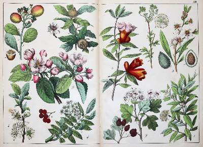 Bild Nr.3: 144-1329 (Schubert,G.H.v.: (Botanik)