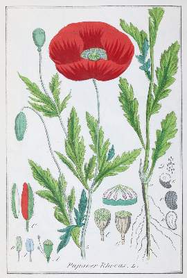 Bild Nr.1: 144-1333 Winkler,E.: (Botanik)