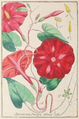 Bild Nr.2: 144-1333 Winkler,E.: (Botanik)