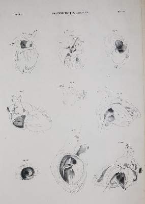 Bild Nr.3: 144-1334 Albers,J.F.H.: (Medizin)
