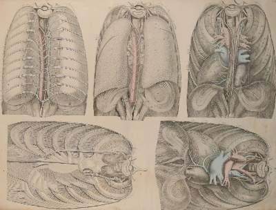 Bild Nr.4: 144-1336 Weber,M.I.: (Medizin, Anatomie)