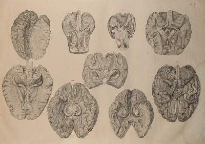 Bild Nr.5: 144-1336 Weber,M.I.: (Medizin, Anatomie)