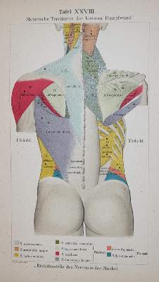 Bild Nr.1: 144-1342 Bateman,T.: (Medizin)