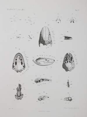 Bild Nr.6: 144-1342 Bateman,T.: (Medizin)