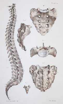 Bild Nr.2: 144-1349 Bonamy,C. u. P.Broca.: (Medizin)