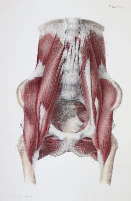 Bild Nr.5: 144-1349 Bonamy,C. u. P.Broca.: (Medizin)