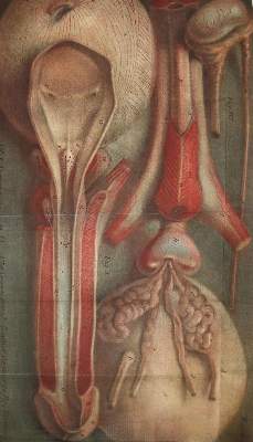 Bild Nr.1: 144-1353 Daran,J.: (Medizin, Chirurgie)