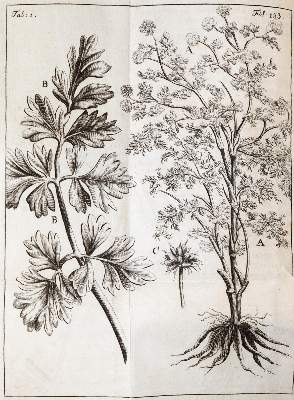 Bild Nr.3: 144-1357 Stalpart van der Wiel,C.: (Medizin, Chirurgie)