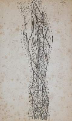Bild Nr.5: 144-1365 Froriep,R.: (Medizin)