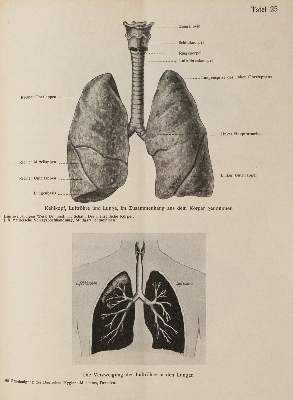 Bild Nr.4: 144-1392 Leipziger Populäre Zeitschrift: (Medizin, Homöopathie)