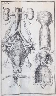 Bild Nr.4: 144-1409 Noguez,(P.N.).: (Medizin)