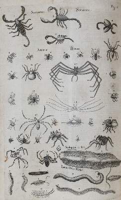 Bild Nr.10: 144-1445 Aldrovandi,U.: (Zoologie)
