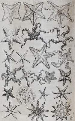 Bild Nr.11: 144-1445 Aldrovandi,U.: (Zoologie)
