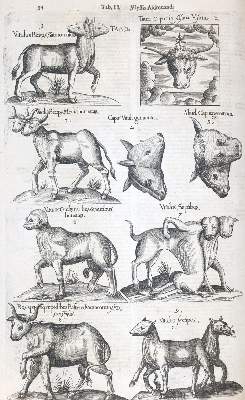 Bild Nr.2: 144-1445 Aldrovandi,U.: (Zoologie)