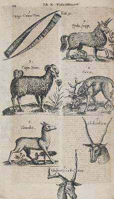 Bild Nr.5: 144-1445 Aldrovandi,U.: (Zoologie)