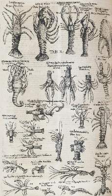 Bild Nr.8: 144-1445 Aldrovandi,U.: (Zoologie)