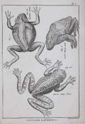Bild Nr.2: 144-1446 Bonnaterre,(J.P.).: (Zoologie)