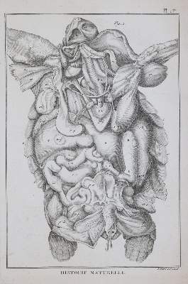 Bild Nr.3: 144-1446 Bonnaterre,(J.P.).: (Zoologie)