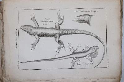 Bild Nr.4: 144-1446 Bonnaterre,(J.P.).: (Zoologie)