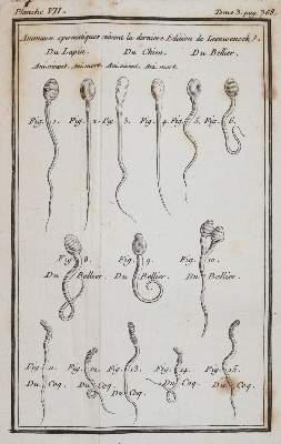 Bild Nr.4: 144-1447 (Buffon,G.L.L.).: (Zoologie)