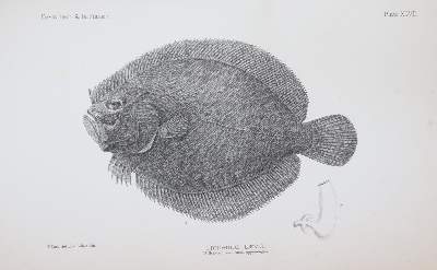 Bild Nr.2: 144-1449 Day,F.: (Zoologie, Fische)