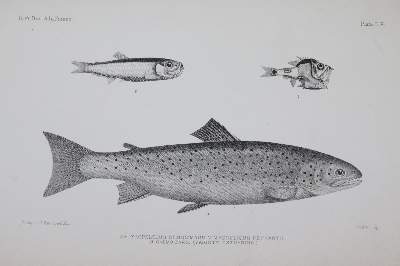Bild Nr.3: 144-1449 Day,F.: (Zoologie, Fische)