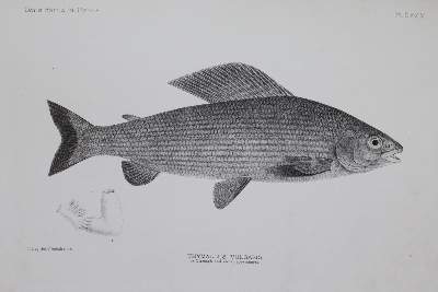 Bild Nr.4: 144-1449 Day,F.: (Zoologie, Fische)