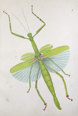 Bild Nr.2: 144-1452 Charpentier,T.v.: (Zoologie, Heuschrecken)