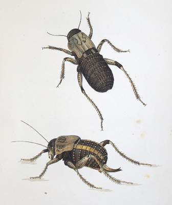 Bild Nr.3: 144-1452 Charpentier,T.v.: (Zoologie, Heuschrecken)