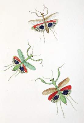 Bild Nr.4: 144-1452 Charpentier,T.v.: (Zoologie, Heuschrecken)