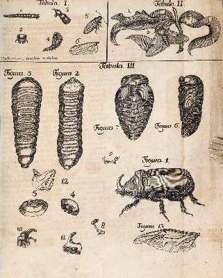Bild Nr.2: 144-1454 Frisch,J.L.: (Zoologie, Insekten)