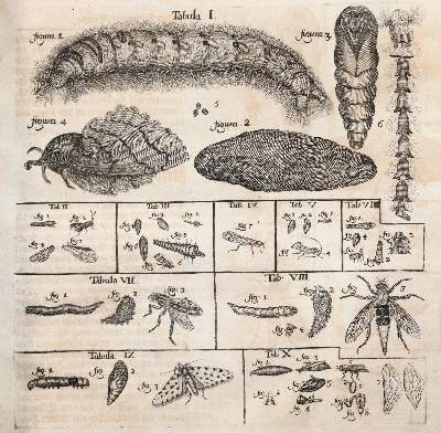 Bild Nr.3: 144-1454 Frisch,J.L.: (Zoologie, Insekten)