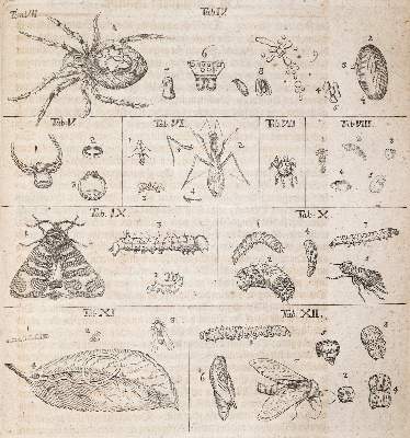 Bild Nr.4: 144-1454 Frisch,J.L.: (Zoologie, Insekten)