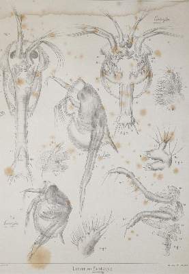 Bild Nr.2: 144-1457 Claus,C.: (Zoologie, Krebse)
