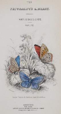 Bild Nr.1: 144-1462 Duncan,J.: (Zoologie, Schmetterlinge)