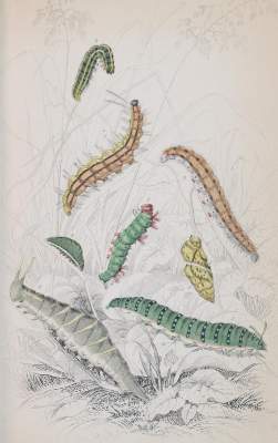 Bild Nr.2: 144-1462 Duncan,J.: (Zoologie, Schmetterlinge)