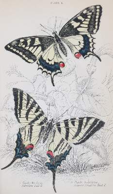 Bild Nr.3: 144-1462 Duncan,J.: (Zoologie, Schmetterlinge)
