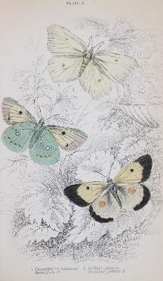 Bild Nr.4: 144-1462 Duncan,J.: (Zoologie, Schmetterlinge)