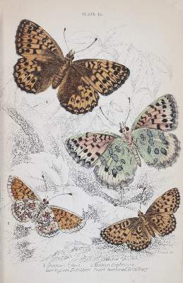 Bild Nr.5: 144-1462 Duncan,J.: (Zoologie, Schmetterlinge)