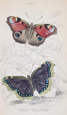Bild Nr.6: 144-1462 Duncan,J.: (Zoologie, Schmetterlinge)