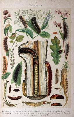 Bild Nr.3: 144-1463 Hofmann,E.: (Zoologie, Schmetterlinge)