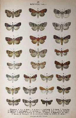 Bild Nr.4: 144-1463 Hofmann,E.: (Zoologie, Schmetterlinge)