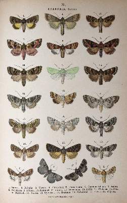 Bild Nr.5: 144-1463 Hofmann,E.: (Zoologie, Schmetterlinge)