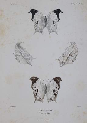 Bild Nr.4: 144-1464 Mabille,P.: (Zoologie, Schmetterlinge)