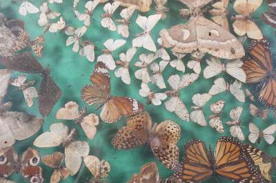 Bild Nr.21: 144-1465 Schmetterlinge Schaukasten: (Zoologie, Schmetterlinge)