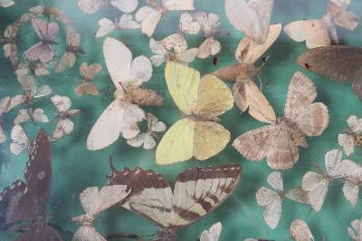 Bild Nr.22: 144-1465 Schmetterlinge Schaukasten: (Zoologie, Schmetterlinge)