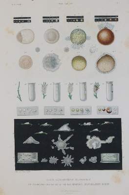 Bild Nr.2: 144-1467 Gaudichaud,C.: (Zoologie, Schwämme)