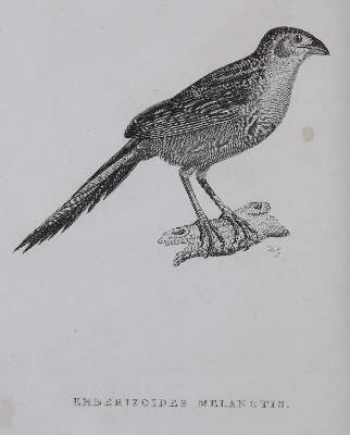Bild Nr.1: 144-1468 Shaw,G.: (Zoologie)